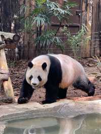 Shenzhen Safari Park 🐯 
