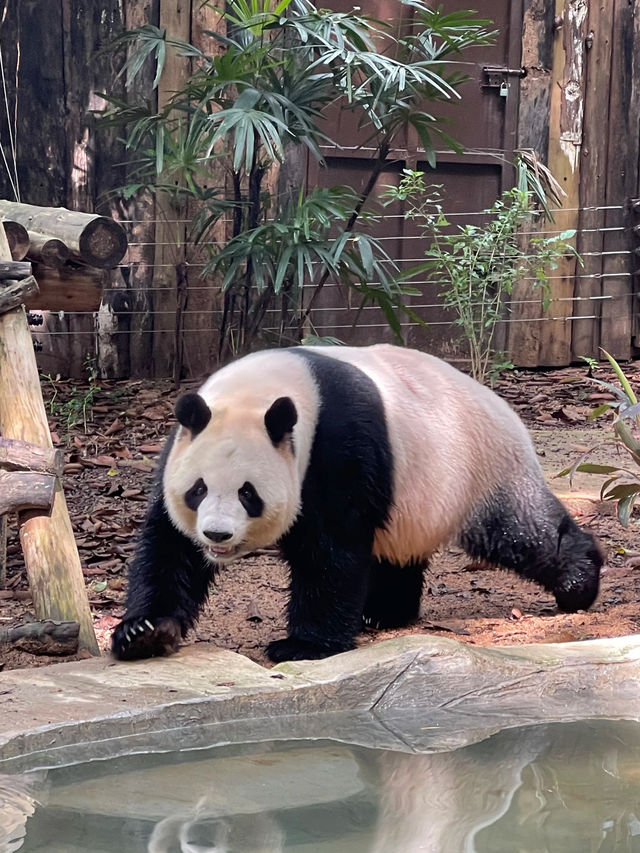 Shenzhen Safari Park 🐯 