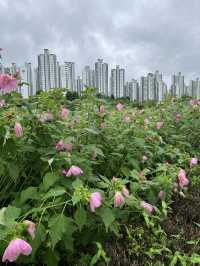 한강공원 꽃보고 가세요