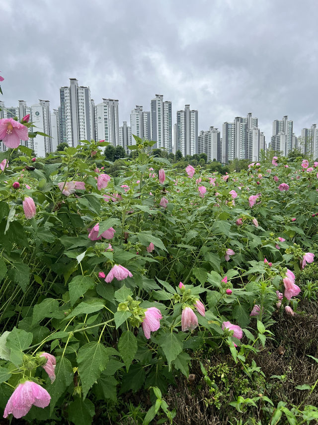 한강공원 꽃보고 가세요
