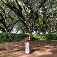 De Djawatan: Dreamy Forest in Banyuwangi