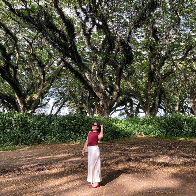 De Djawatan: Dreamy Forest in Banyuwangi