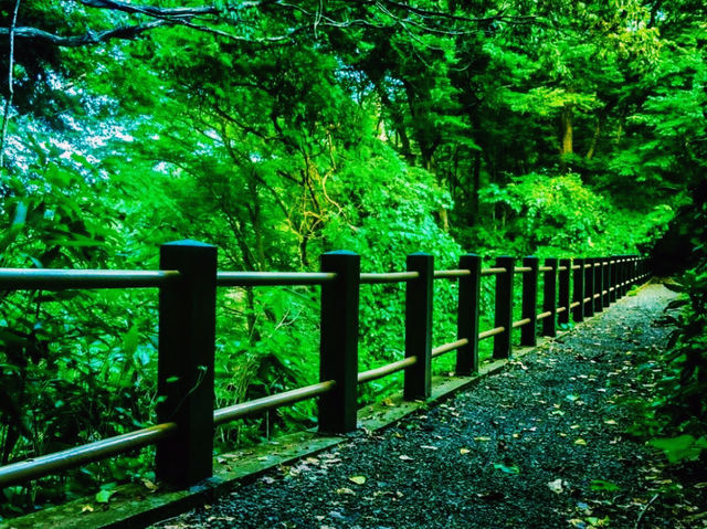 仙台🇯🇵東北大學植物園