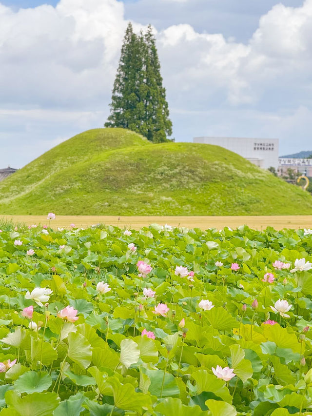 (실시간) 내가 조와하는 경주의 여름🌿