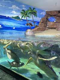 ✨Recommended - Must Visit in Changsha 🩵🐬✨