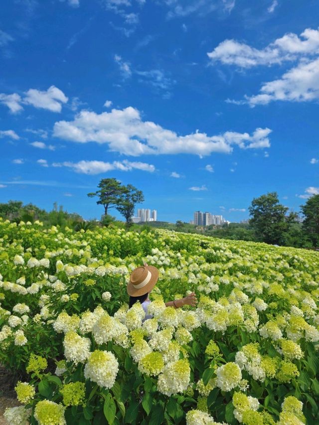 여름이라 행복한 속초 유럽수국축제💚