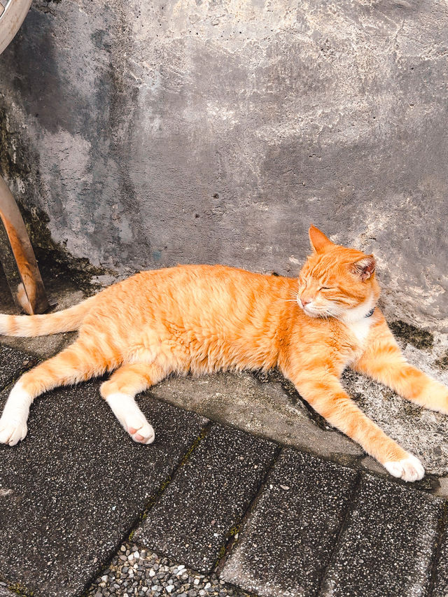 瑞芳區🧳台北熱門郊區一日遊選擇! 探訪貓貓🐱和欣賞美景