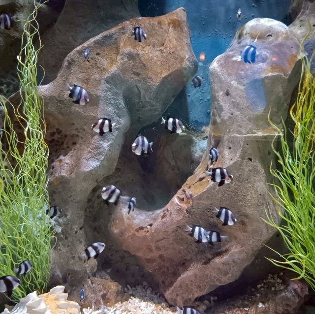 Sea Shell Aquarium