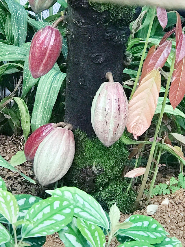 🌿都会のオアシスで、南国植物に癒される新宿御苑 温室 