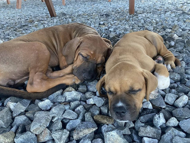 土佐犬🤍【土佐犬スタジオ】