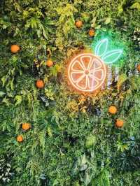 A Sweet & Informative Dive into Jeju's Citrus Culture at a Great Price