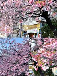 3 พิกัดดูซากุระบานที่ Ueno 🌸