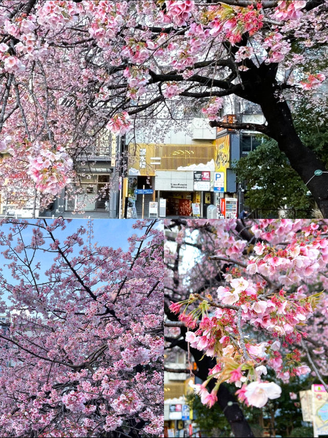 3 พิกัดดูซากุระบานที่ Ueno 🌸
