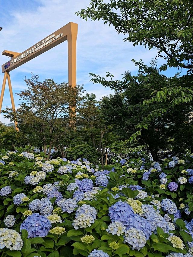 올해 오션뷰 수국은 여기서 종결💜