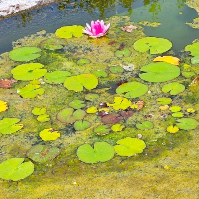 花と緑に包まれる、愛媛県花き総合指導センター🌸🌿