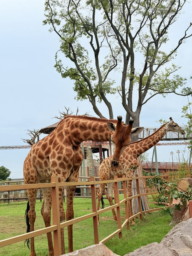 A Day at Xiangyang Fantasy Park🌟