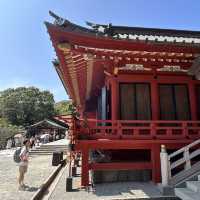 The Soul of Kamakura: A Solo Visit to Tsurugaoka Hachimangu Shrine ⛩️