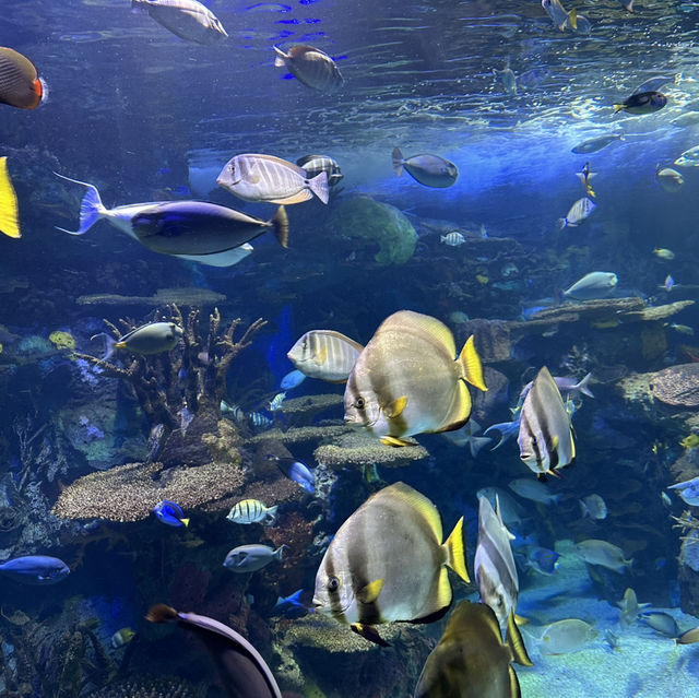 多倫多瑞普利水族館：海洋生物學與娛樂的完美融合