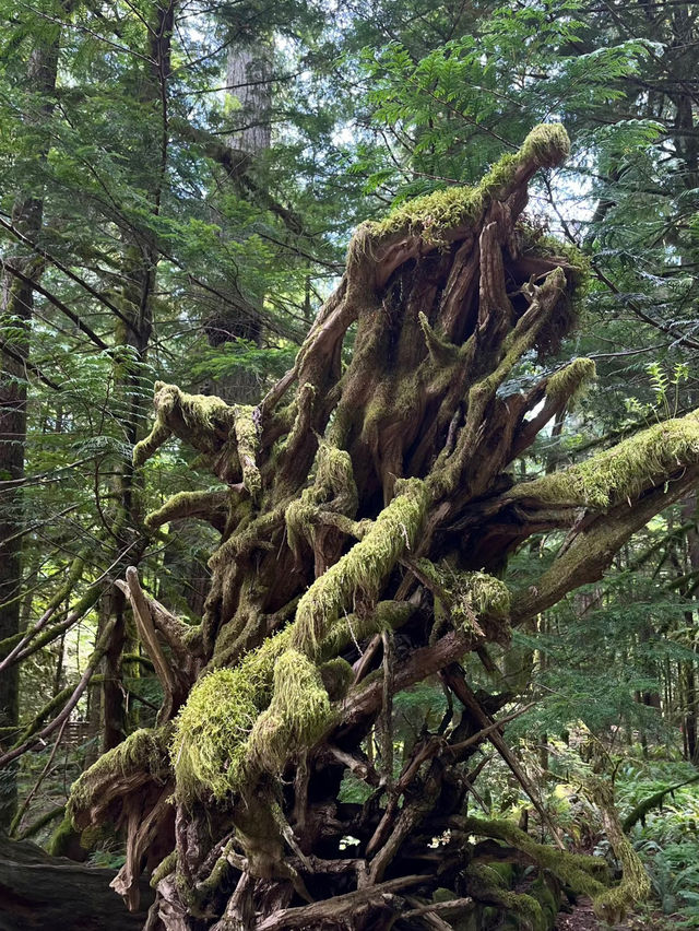 Cathedral Grove – Ancient Forest Sanctuary on Vancouver Island Cathedral Grove – Ancient Forest Sanctuary on Vancouver Island