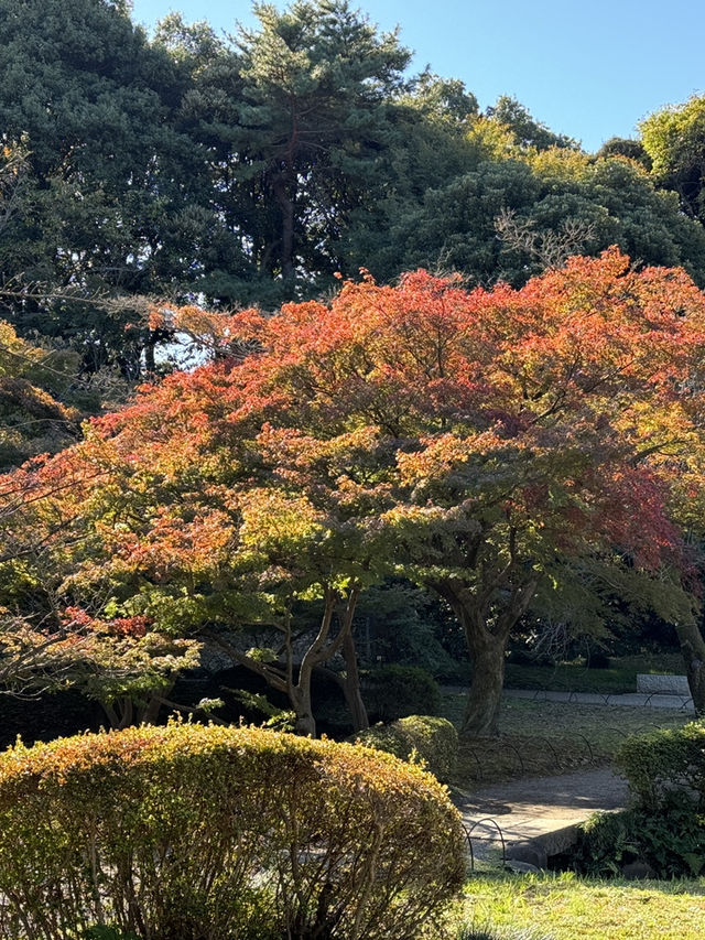 東京|新宿御苑|東京紅葉名所|都市中的秋色庭園   新宿御苑位於東京市中心,是日本最著名的庭園之一,也是「日本紅葉名所百選」的代表景點。園內約1,000株楓樹、銀杏與櫻花樹在秋季(約11月中旬至12月 東京|新宿御苑|東京紅葉名所|都市中的秋色庭園   新宿御苑位於東京市中心,是日本最著名的庭園之一,也是「日本紅葉名所百選」的代表景點。園內約1,000株楓樹、銀杏與櫻花樹在秋季(約11月中旬至12月