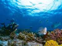 ดำน้ำที่ สิปาดัน สวรรค์ใต้น้ำ มาเลเซีย