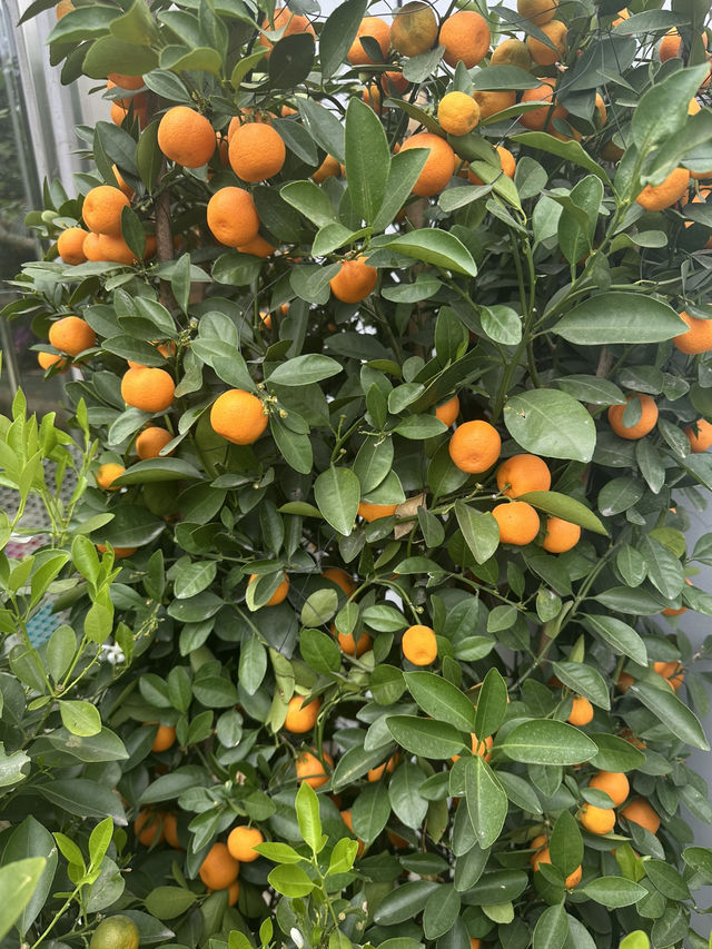 Shanghai Botanical Garden