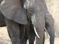 8 favourite captures in Tarangire National Park