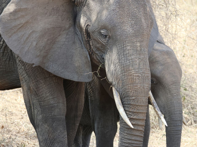 8 favourite captures in Tarangire National Park