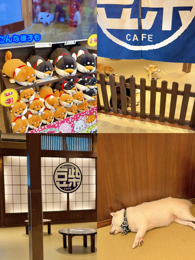 🐾 유후인에서 만난 강아지 카페, 시바카페(Shiba Cafe) 후기! ✨