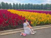 Farm Tomita Hokkaido