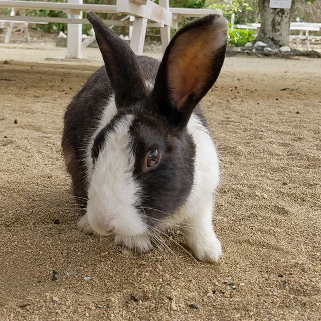 【嘉弥真島】うさぎと海と自然を満喫! 【嘉弥真島】うさぎと海と自然を満喫!