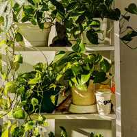 Featherlight Moments, Manila’s Gentle Nest