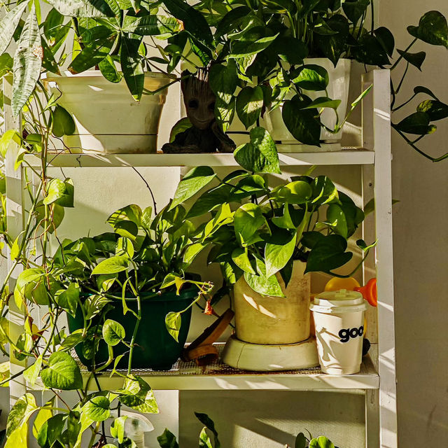 Featherlight Moments, Manila’s Gentle Nest Featherlight Moments, Manila’s Gentle Nest