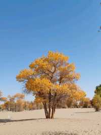 The Spirit of the Desert Poplar