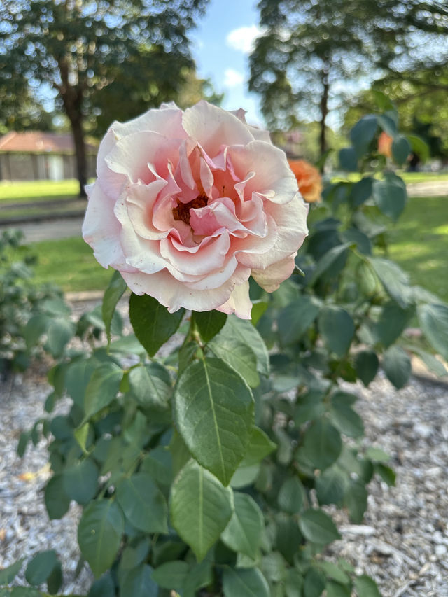 ☀️Yeo Park：Canterbury 社區裡的綠色小樂園 🌳