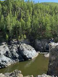 Bayanzurkh, Khuwsgul, Mongolia 🌳