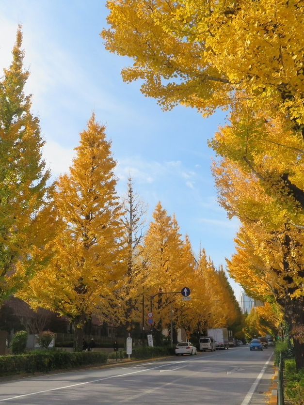 🍁✨ รีวิว: ชมฤดูใบไม้เปลี่ยนสีในโตเกียว (Autumn Fo 🍁✨ รีวิว: ชมฤดูใบไม้เปลี่ยนสีในโตเกียว (Autumn Fo