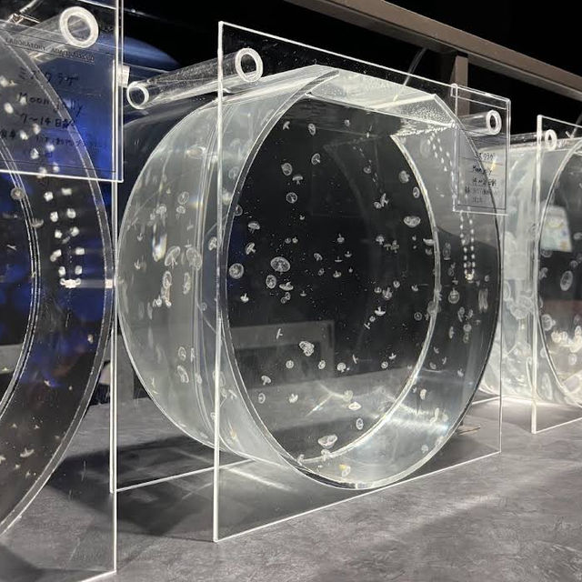 【北海道/札幌🇯🇵】都市の真ん中に現れた、夜まで楽しめるアート🐟 AOAO SAPPORO