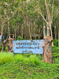 ⛰️ ดูเหยี่ยวชมวิว จุดชมวิวเขาดินสอ