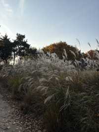 가을 단풍으로 물든 상암동 평화의공원 반려견 산책하기 좋은 곳🍁