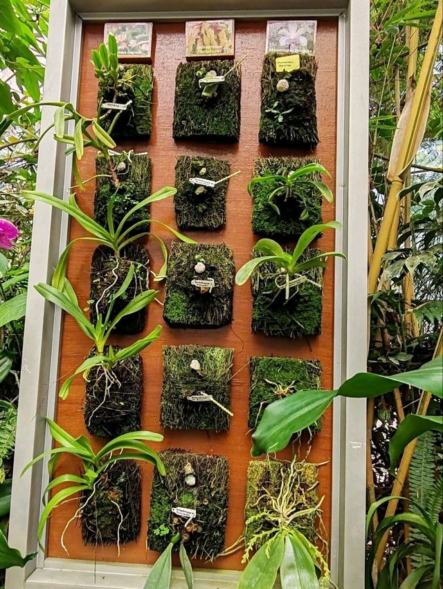 Orchid Forest Cikole: A Blend of Orchids and Cool Pine Woods Orchid Forest Cikole: A Blend of Orchids and Cool Pine Woods