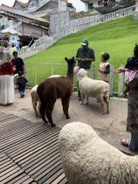 Cameron Highlands Short But Memorable Trip ✨
