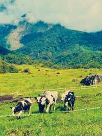 馬來西亞🇲🇾神山國家公園