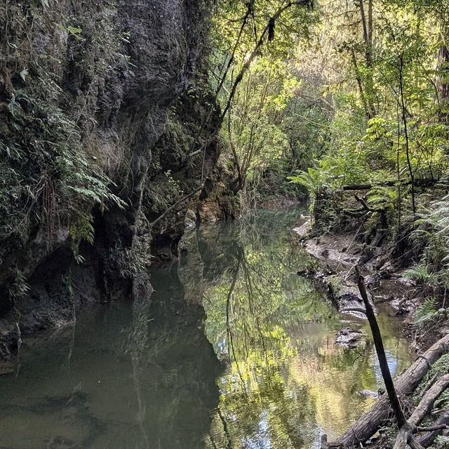 Waitomo Glowworm Caves