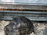 Spend a Wild Day at Yilan’s Lanyang Animal and Plant Kingdom 🦙✨