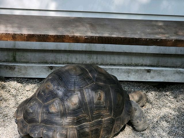Spend a Wild Day at Yilan’s Lanyang Animal and Plant Kingdom 🦙✨ Spend a Wild Day at Yilan’s Lanyang Animal and Plant Kingdom 🦙✨