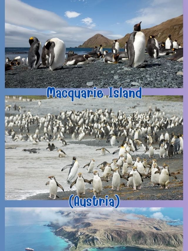 Penguin Austria Penguin Austria