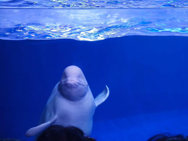 長隆海洋王國 長隆海洋王國