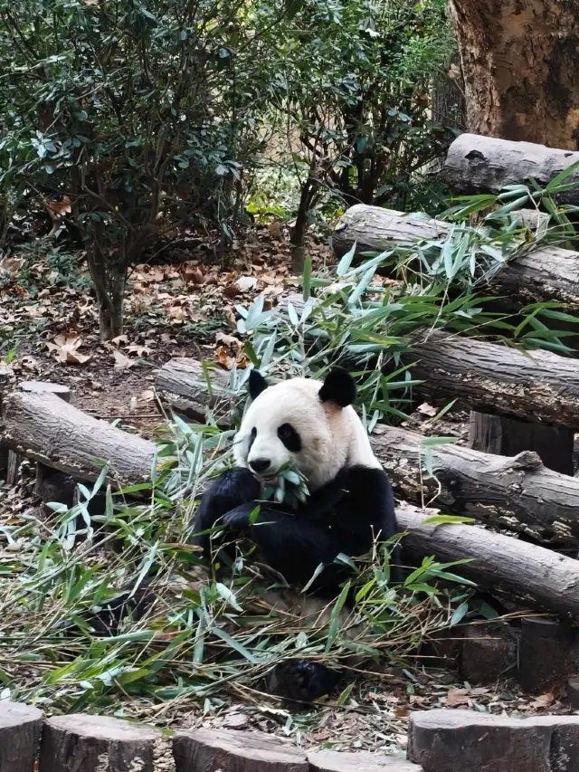 Warning: Chengdu may cause Panda Obsession 🐼