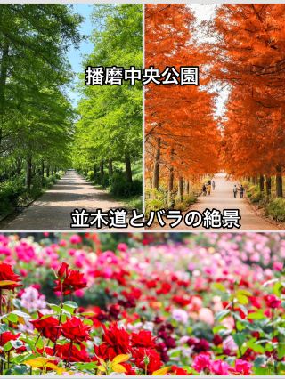 【兵庫　播磨中央公園】　ラクウショウ並木と薔薇の絶景